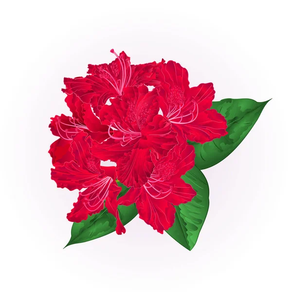 Fleurs Rhododendron Rouge Avec Feuilles Sur Fond Blanc Illustration Vectorielle — Image vectorielle