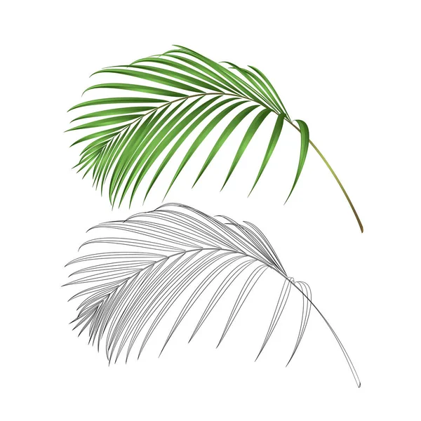 Folha Palma Decoração Tropical Planta Natureza Esboço Vintage Vetor Ilustração — Vetor de Stock