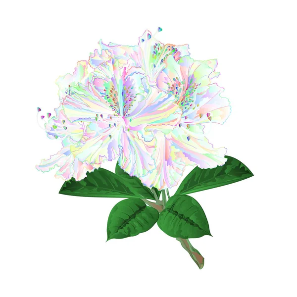 Blumen Mehrfarbige Rhododendrons Zweig Gebirgsstrauch Auf Weißem Hintergrund Vektor Illustration — Stockvektor