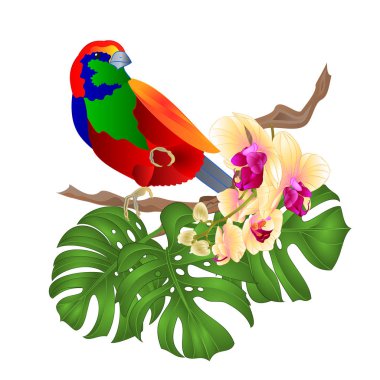Tropik kuş ve güzel sarı orkide phalenopsis ve bitkiyi düzenlenebilir bir beyaz arka plan vintage vektör çizim üzerinde beraberlik el 