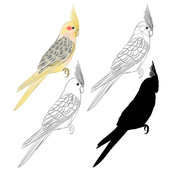 Amarelo Cockatiel Bonito Pássaro Tropical Engraçado Papagaio Aquarela Estilo Contorno —  Vetores de Stock