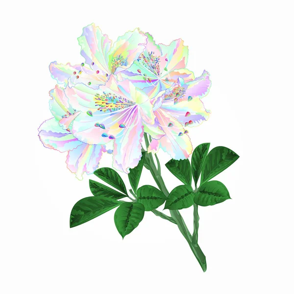 Flores Multicolorido Galho Rododendros Arbusto Montanha Fundo Branco Vetor Vintage —  Vetores de Stock