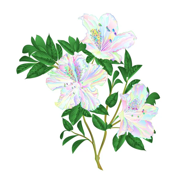 Flores Galho Multicolorido Rododendros Galho Rododendros Arbusto Montanha Fundo Branco —  Vetores de Stock