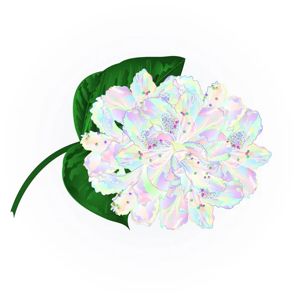 Fleurs Branche Rhododendron Colorées Arbuste Montagne Sur Fond Blanc Illustration — Image vectorielle