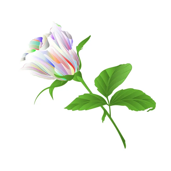 Rosebud Rameau Rose Multicolore Avec Des Feuilles Sur Fond Blanc — Image vectorielle