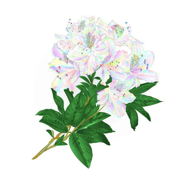 Branch Colorido Rhododendron Ramo Flores Montanha Arbusto Fundo Branco Vintage — Vetor de Stock