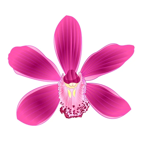 Τροπικό Orchid Cymbidium Μωβ Λουλούδι Ρεαλιστικός Λευκό Φόντο Εκλεκτής Ποιότητας — Διανυσματικό Αρχείο