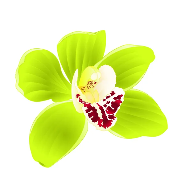 Orchidée Tropicale Cymbidium Fleur Verte Réaliste Sur Fond Blanc Illustration — Image vectorielle