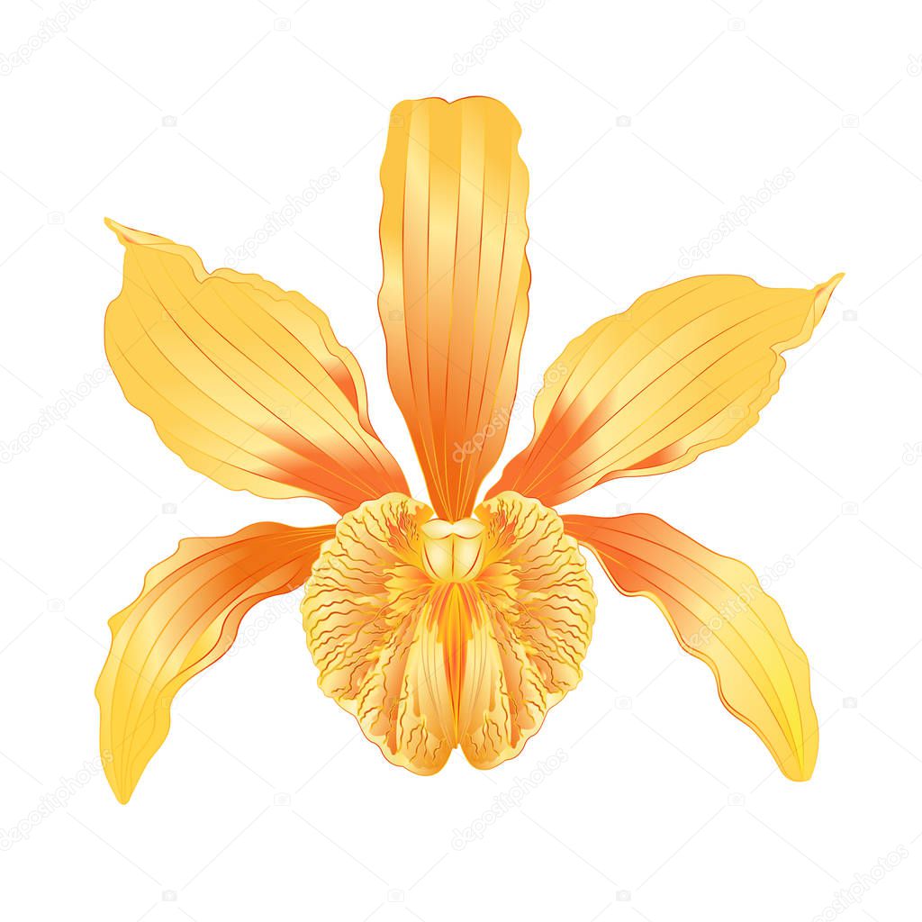 Tropical Orchid flower Cattleya type hybrid orchid with peach colored petals on white background vintage vector illustration editable hand draw