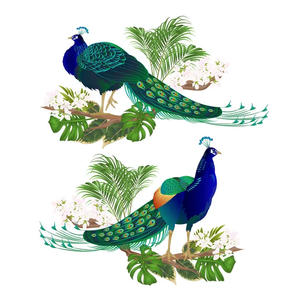 Tavus Kuşu Güzellik Egzotik Kuşlar Doğal Tropik Çiçekler Watercoloron Bir — Stok Vektör