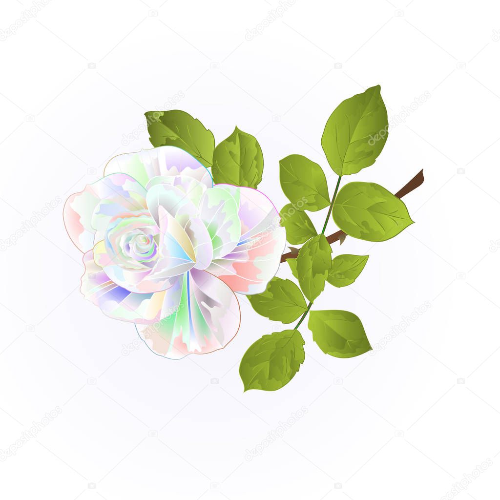 Rose multicolor  twig with leaves on a white background vintage vector illustration editable hand draw