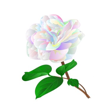 Çok renkli çiçek tomurcuklu bir beyaz arka plan vintage vektör çizim düzenlenebilir elde Camellia Japonica çizmek 