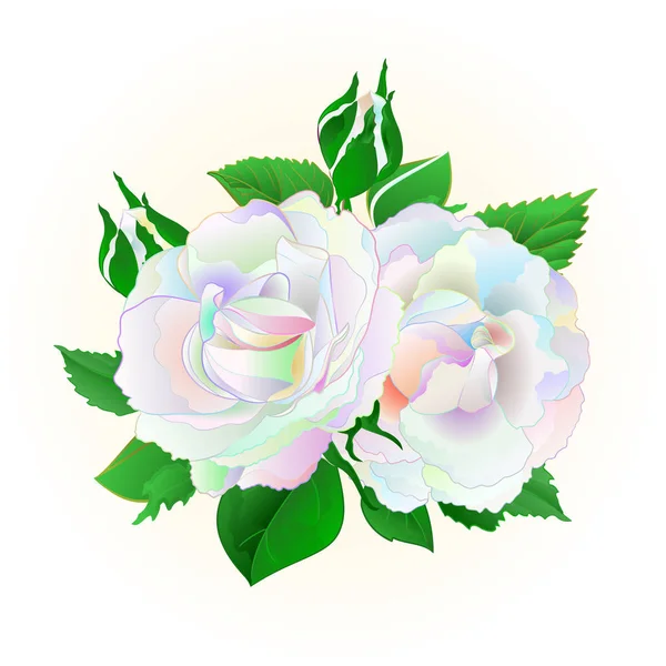 Twee Meerkleurige Rozen Een Witte Achtergrond Vintage Vector Botanische Illustratie — Stockvector