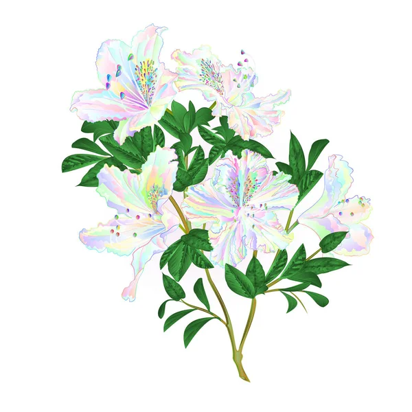Fiori Colorati Rododendro Ramoscello Con Foglie Arbusto Montagna Vintage Mano — Vettoriale Stock