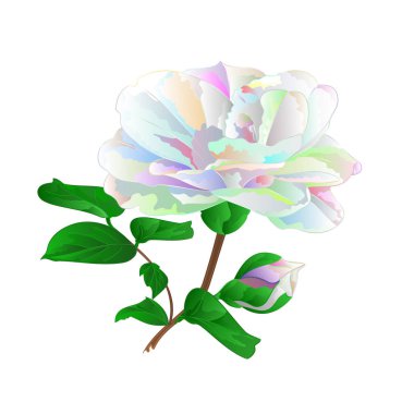 Çiçek Camellia Japonica bud çok renkli çiçek Camellia Japonica tomurcuklu bir beyaz arka plan vintage vektör çizim düzenlenebilir elde ile çizmek