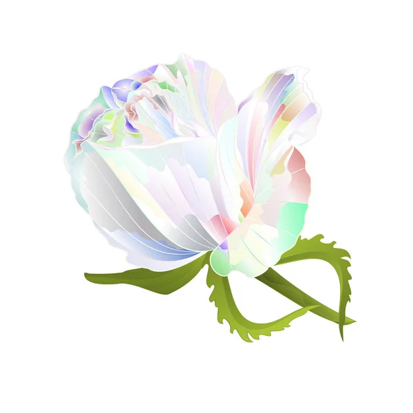 Rosebud Multicolore Sur Fond Blanc Vintage Vecteur Illustration Botanique Modifiable — Image vectorielle