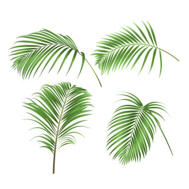 Tropikal bitki iki taraftan çizilmiş bir beyaz arka plan vintage vektör çizim düzenlenebilir ayarla dekorasyon palmiye yaprakları