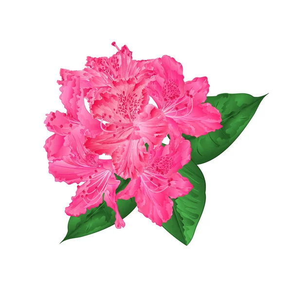 Bloemen Roze Rododendron Met Een Witte Achtergrond Vintage Bladeren Vector — Stockvector