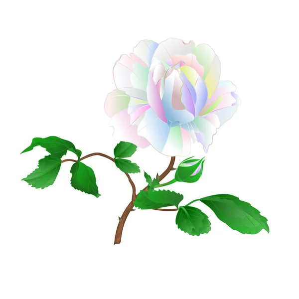 Roze Stam Veelkleurige Bladeren Een Witte Achtergrond Vintage Vector Botanische — Stockvector