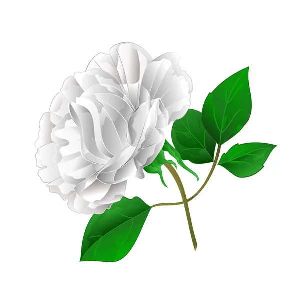 Rosa Weißer Stamm Und Blätter Auf Weißem Hintergrund Vektor Illustration — Stockvektor