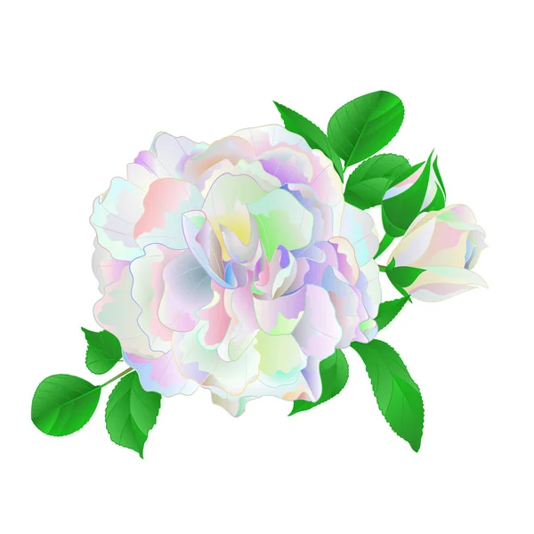Rose Tomurcukları Çok Renkli Beyaz Arka Plan Vintage Vektör Botanik — Stok Vektör