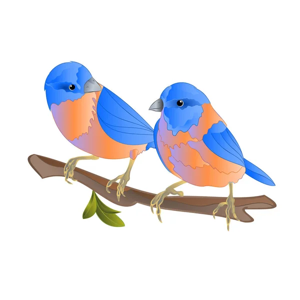Bluebirds Thrush Pequenos Cangbirdons Ramo Fundo Branco Primavera Fundo Vintage — Vetor de Stock