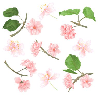 Blossoms Sakura set beyaz arka plan Vintage vektör doğal illüstrasyon düzenlenebilir el çizmek