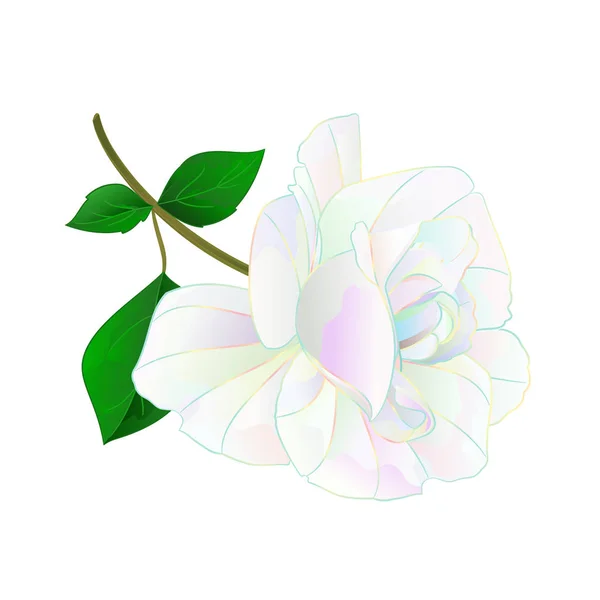 Fleur Multicolore Rose Tige Feuilles Sur Fond Blanc Vintage Vecteur — Image vectorielle