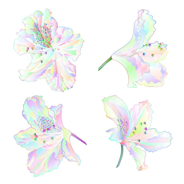 Разноцветные Цветы Рододендроны Горный Кустарник Белом Фоне Набор Один Винтажный — стоковый вектор