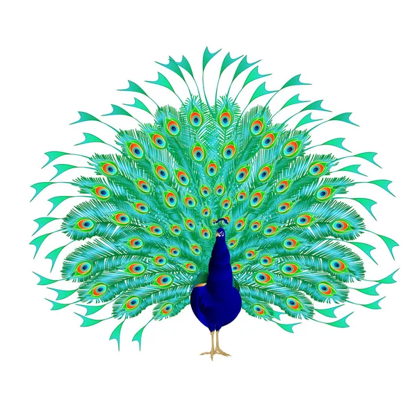 Peacock Skönhet Tropisk Fågel Vit Bakgrund Akvarell Vintage Vektor Illustration Vektorgrafik