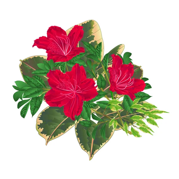 Buquê Com Flores Tropicais Arranjo Floral Com Belo Vermelho Rododendro — Vetor de Stock