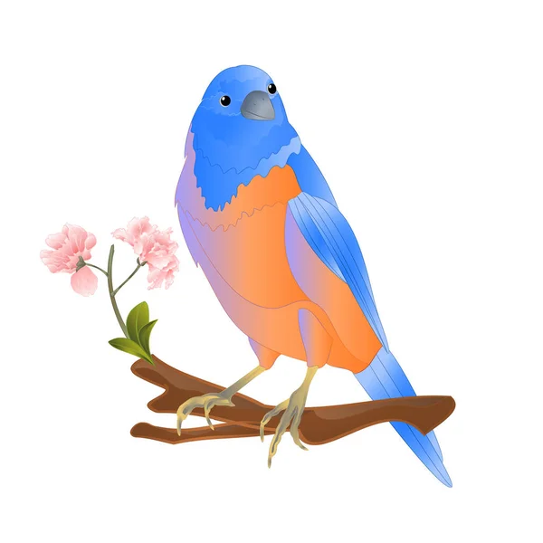 Pássaro Bluebird Thrush Pequenos Cangbirdons Ramo Sakura Fundo Branco Primavera — Vetor de Stock