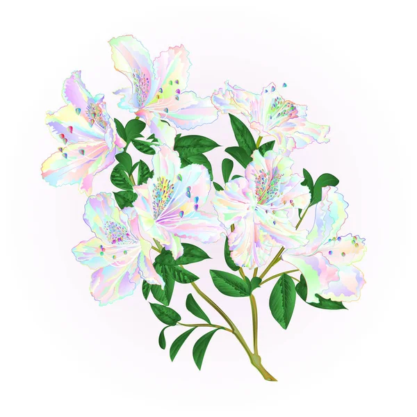 Mehrfarbige Rhododendron Zweig Mit Blüten Und Blättern Gebirgsstrauch Vektor Illustration — Stockvektor