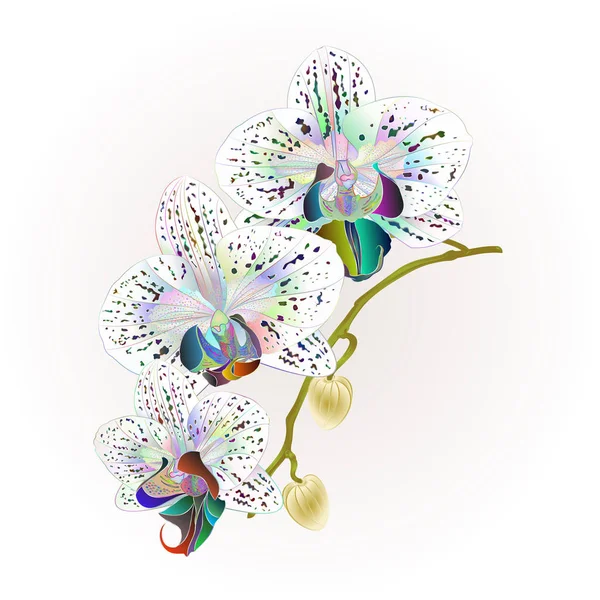 Orchid Phalaenopsis Stem Multi Flores Coloridas Botões Plantas Tropicais Vetor — Vetor de Stock