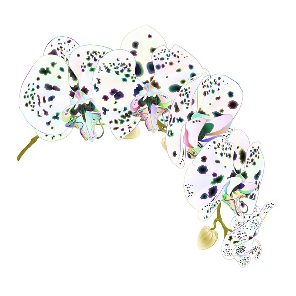 Ветвь Орхидеи Точек Разноцветные Цветы Тропическое Растение Фаленопсис Стебель Белом — стоковый вектор