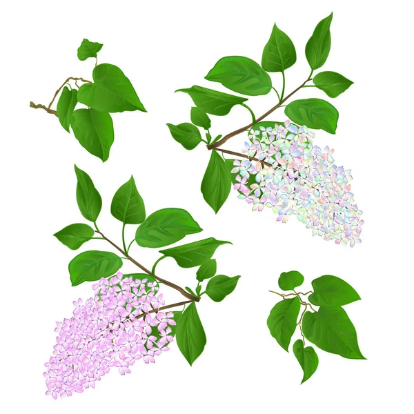 小枝ライラック多色と花と葉と白い背景ヴィンテージベクトルイラスト手描き編集可能 — ストックベクタ