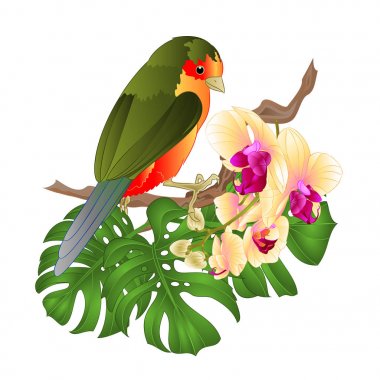 Tropikal çiçekler güzel sarı orkide phalenopsis palmiye, philodendron vintage vektör illüstrasyon editable el çizmek ile küçük tropikal kuş