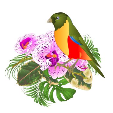 Tropikal çiçekler güzel mor ve beyaz orkide phalenopsis palmiye, philodendron vintage vektör illüstrasyon editable el çizmek ile küçük tropikal kuş 
