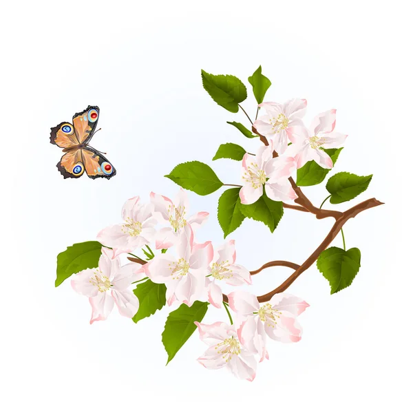 Branche Pommier Avec Fleurs Papillon Aquarelle Nature Fond Vintage Illustration — Image vectorielle