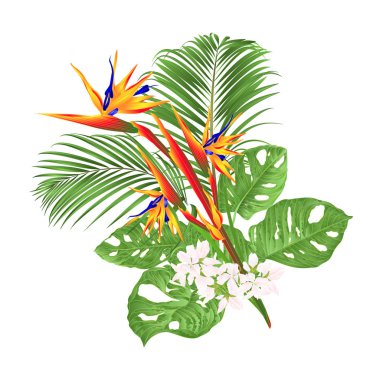 Güzel Strelitzia reginae tropikal çiçek ve monstera ve palmiye beyaz arka plan vintage vektör illüstrasyon editable el çizmek