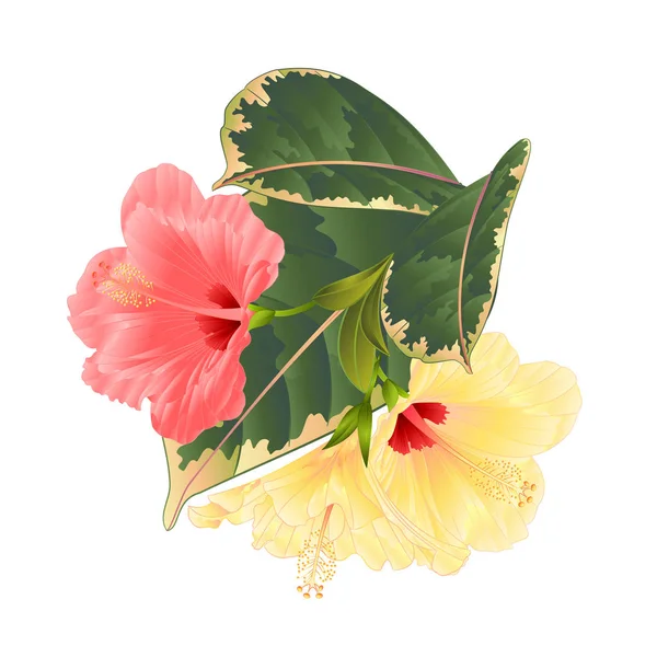 Arreglo Floral Flores Tropicales Con Hibisco Ficus Rosa Amarillo Sobre — Archivo Imágenes Vectoriales