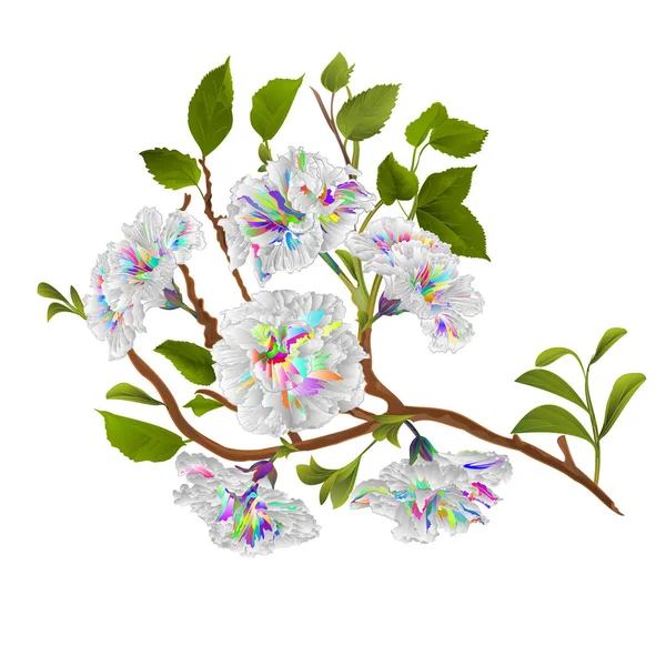 Větev Více Barevných Ibišků Tropické Květinové Barvarel Bílém Pozadí Vinobraní — Stockový vektor