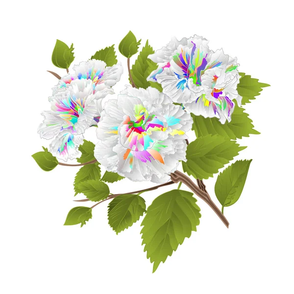 Branch Χρώμα Ιβίσκος Τροπικά Λουλούδια Λευκό Φόντο Υδατογραφικά Vintage Διάνυσμα — Διανυσματικό Αρχείο