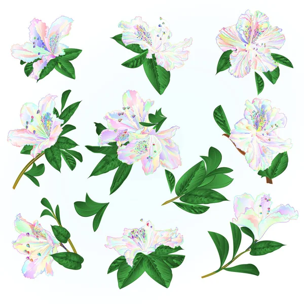 Multi Flores Coloridas Rododendros Folhas Arbusto Montanha Fundo Azul Vintage —  Vetores de Stock