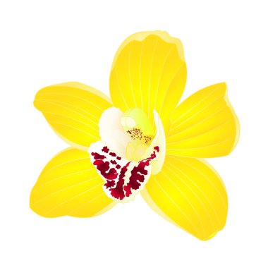 Tropikal Orkide Cymbidium sarı çiçek gerçekçi beyaz arka plan vintage vektör illüstrasyon editable el çizmek
