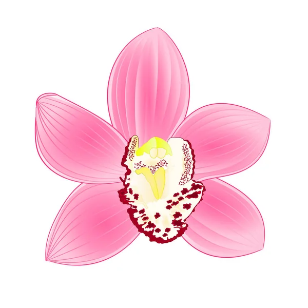 Orchidée Tropicale Cymbidium Fleur Rose Réaliste Sur Fond Blanc Illustration — Image vectorielle