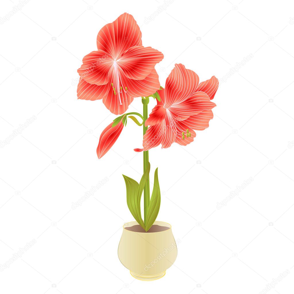 Elegant blooming  Amaryllis red  flowers and bud in pot on a white background detailed natural drawing of gorgeous cultivated flowering garden plant vintage vector illustration editable hand draw