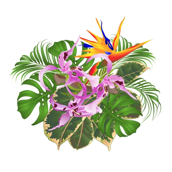 Bukiet Tropikalnych Kwiatów Aranżacji Kwiatowy Pięknym Orchid Dendrobium Strelitzia Dłoni — Wektor stockowy