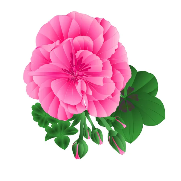 Pelargonium Geranium Verão Rosa Flor Folhas Botões Elementos Fundo Branco — Vetor de Stock