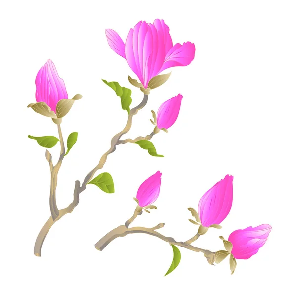 Стебельная Китайская Магнолия Цветущие Розовые Цветы Почки Листьями Ботанические Весенние — стоковый вектор